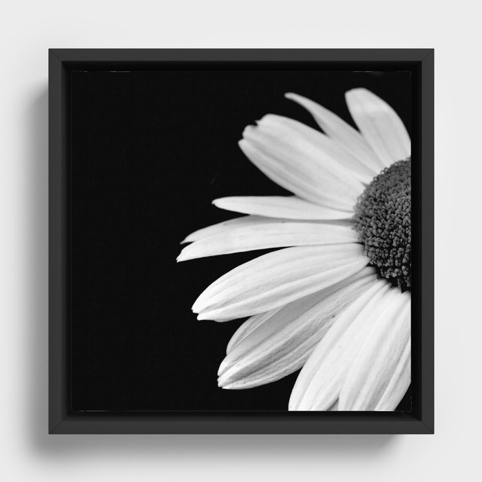 Half daisy flower in black and white Framed Canvas