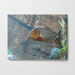 Fish 3 Metal Print