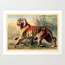 Vintage Bengal Tiger Art Print