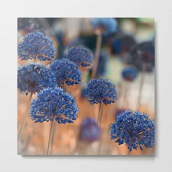 Blue ball flowers. Metal Print