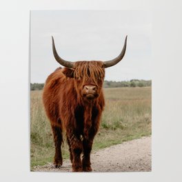 Highland Cow in nature | Scottish Highlanders, cattle in the Netherlands | Wild animals | Fine art travel and nature photography art print Poster