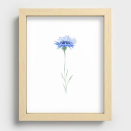 Bachelor Button Wildflower Recessed Framed Print