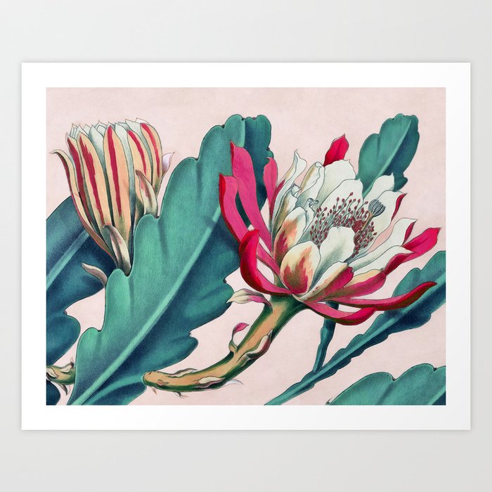 Flowering cactus IV Art Print