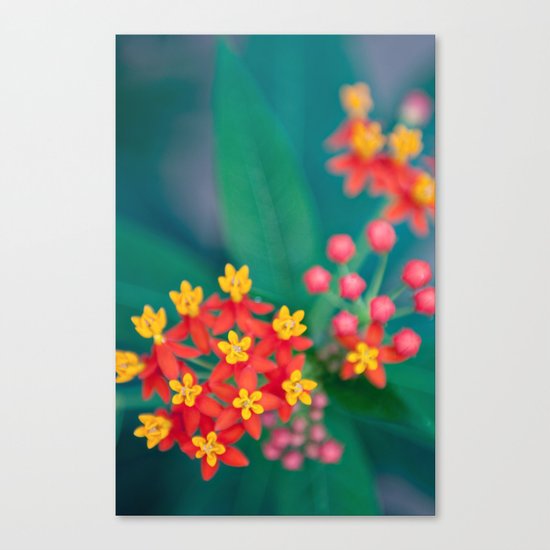 fireworks Canvas Print