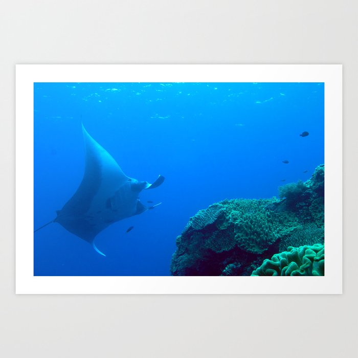 Manta ray veering away from the reef Art Print