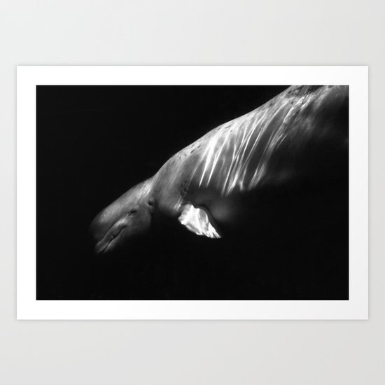Whale Art Print