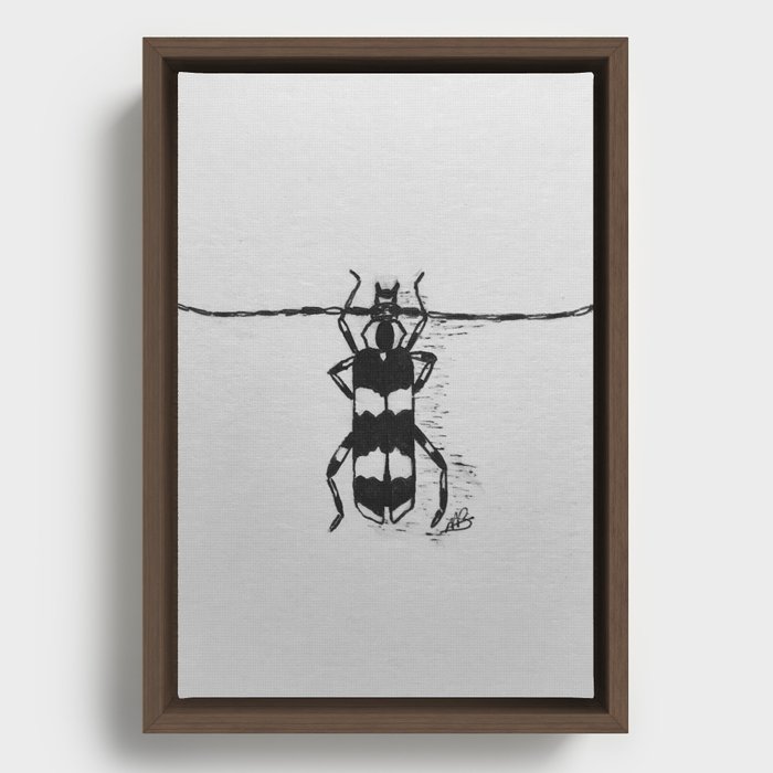 Banded Alder Borer Beetle Framed Canvas