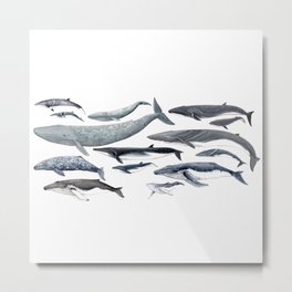 Whale diversity Metal Print