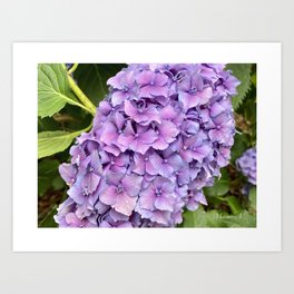 Hydrangea Lilac Art Print