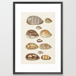 Vintage Seashell Chart II Framed Art Print