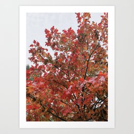 Fall Leaves Series Art Print