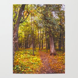 Autumn Forest | Travel Photography | Northern Minnesota Poster