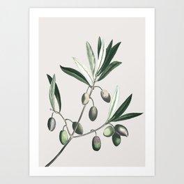 Olive Tree Branch Art Print