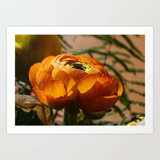 Ranunculus Art Print