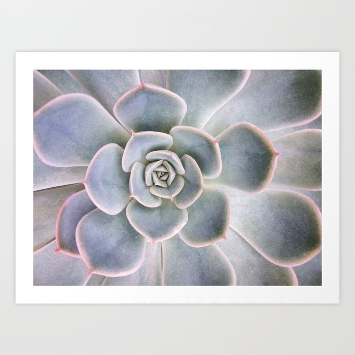 Nature Photography | Cactus Art | Pink and Blue Succulent | Plant | Botanical Art Print