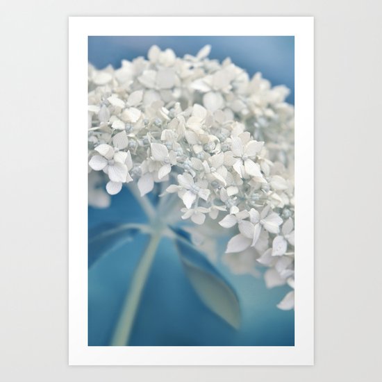Beautiful White Hydrangea 276 Art Print