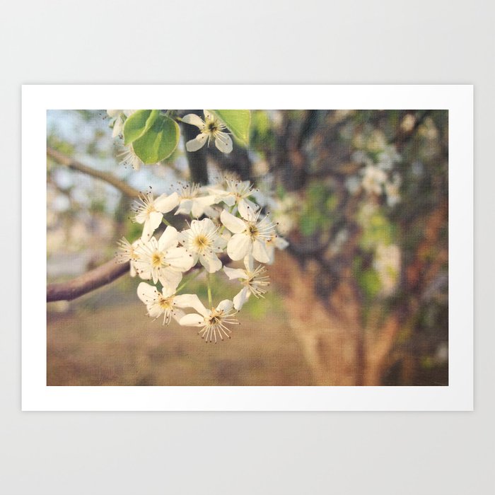 Pear Tree Blossoms Art Print