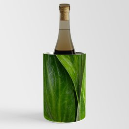 Anthurium Leaves Close Up Photography  Wine Chiller