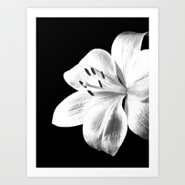 Lily White Art Prints For Any Decor Style Society6