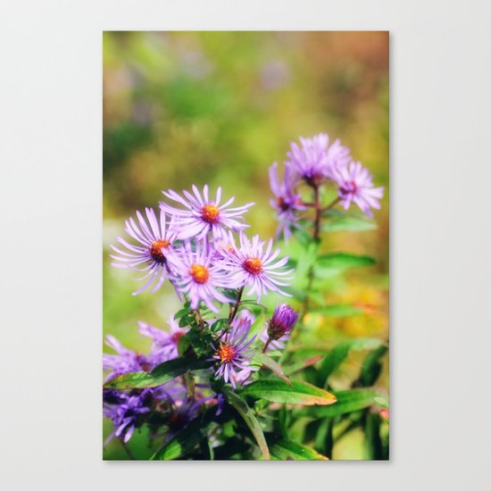 Purple Aster Canvas Print