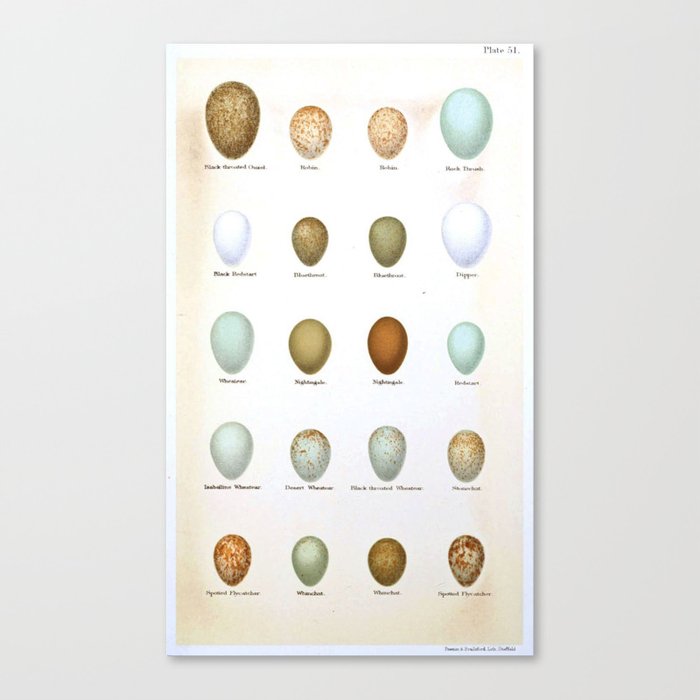 Vintage Bird Eggs  Canvas Print
