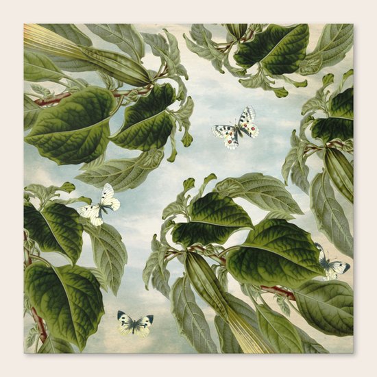 SPARYSIKA Canvas Print
