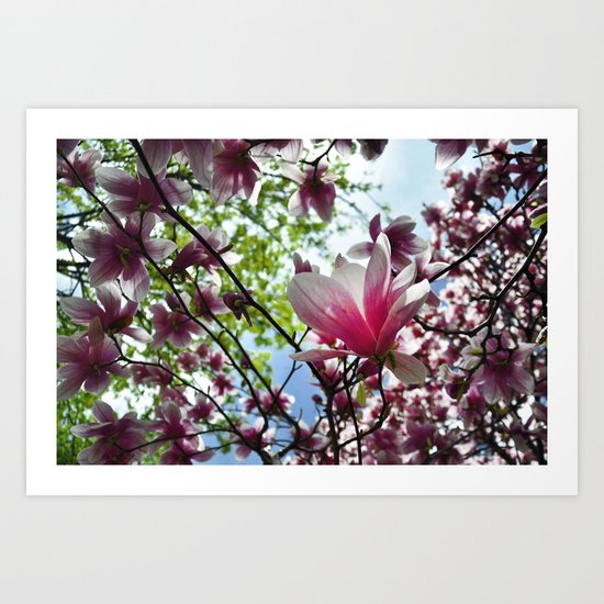 Magnolia Bliss Art Print