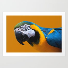 Macaw Parrot Photography | Exotic Bird | Tropical | Turquoise | Yellow | Art Print Art Print