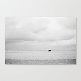 minimalist beach horse Canvas Print