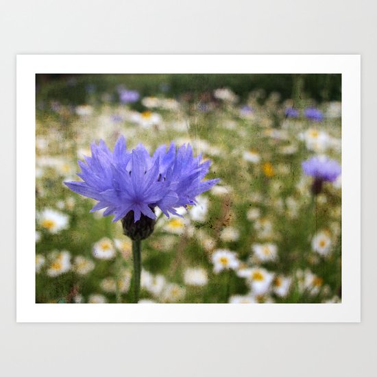 Cornflower Daisies Art Print