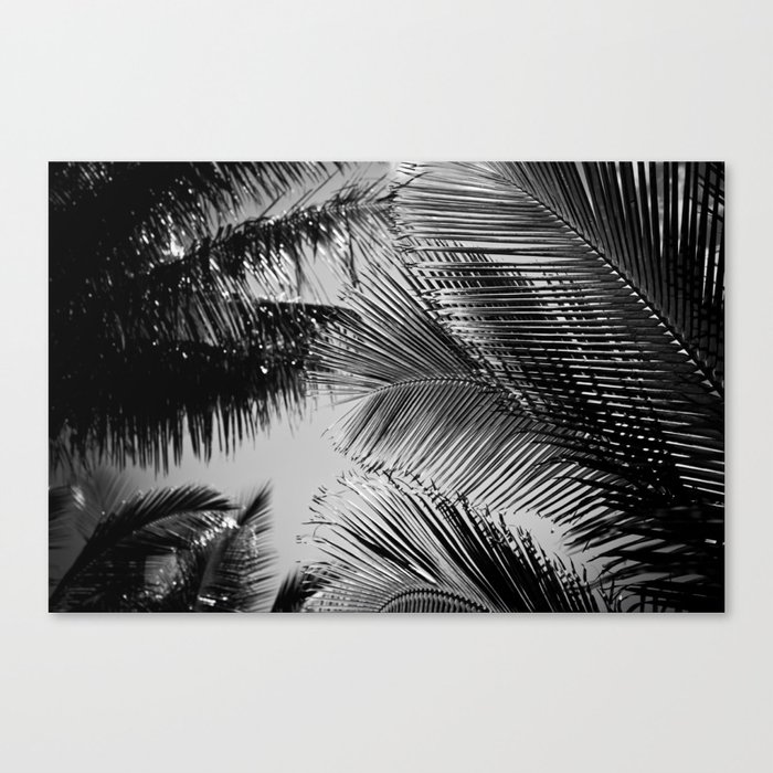 Coconut Beach Palms Hawaii Canvas Print