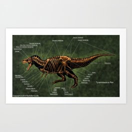 Tyrannosaurus Rex Skeleton Reconstruction Art Print