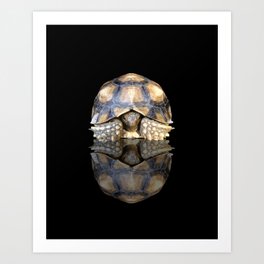 Sulcata Tortoise with Reflection Art Print
