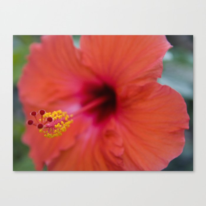 Red hibiscus Canvas Print