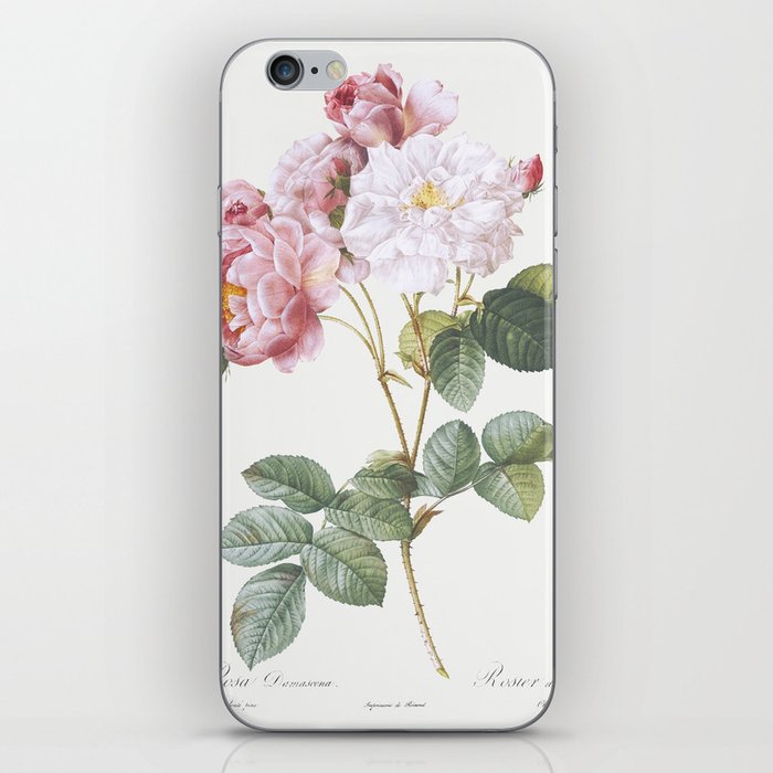 Rosa × damascena, Rosebush (Rosa damascena)  by Pierre-Joseph Redouté iPhone Skin