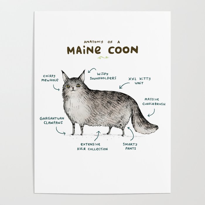 Anatomy of a Maine Coon Poster