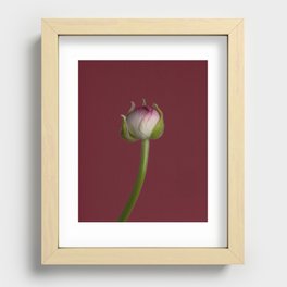 Ranunculus Bud Recessed Framed Print