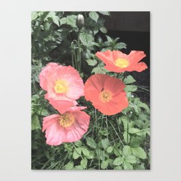 Papaveraceae Canvas Print