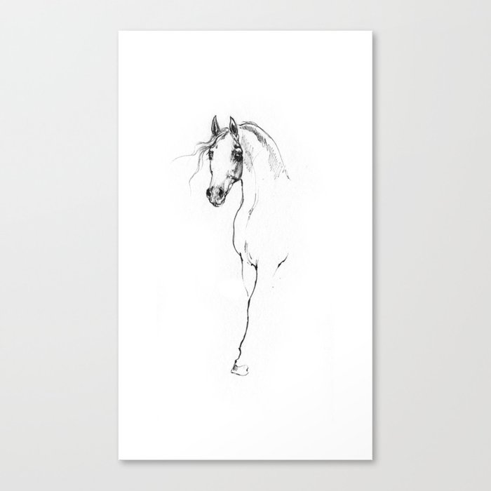Arabian  horse Canvas Print