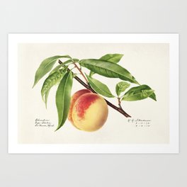 Peach Twig, Prunus Persica Art Print