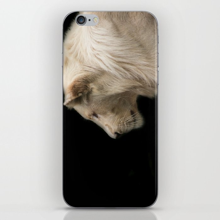 Young white lion iPhone Skin