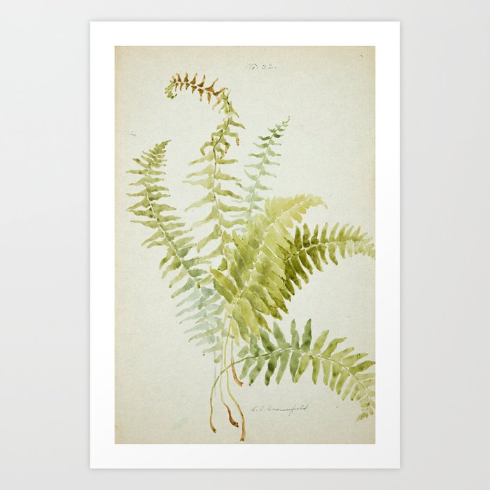 Fern Vintage Botanical Watercolor Print Art Print