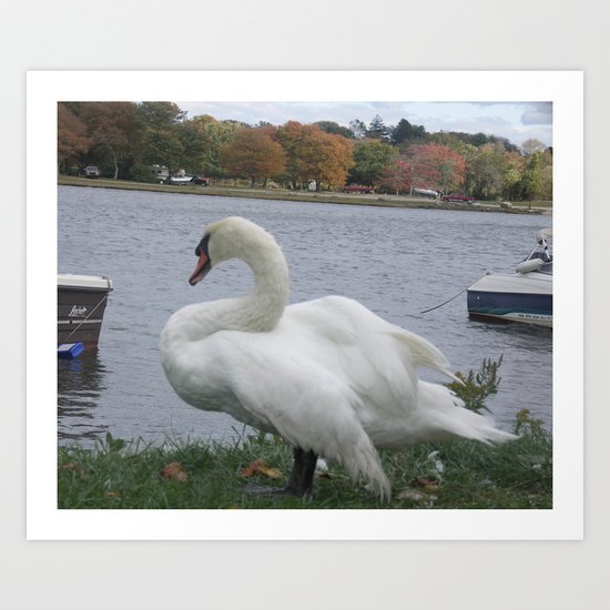 Swan Art Print
