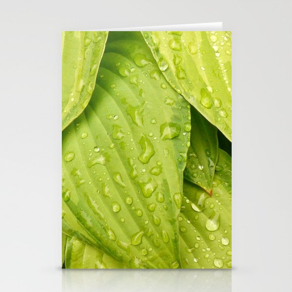 Light Green Hosta Leaves with Rain Drops. Stationery Cards