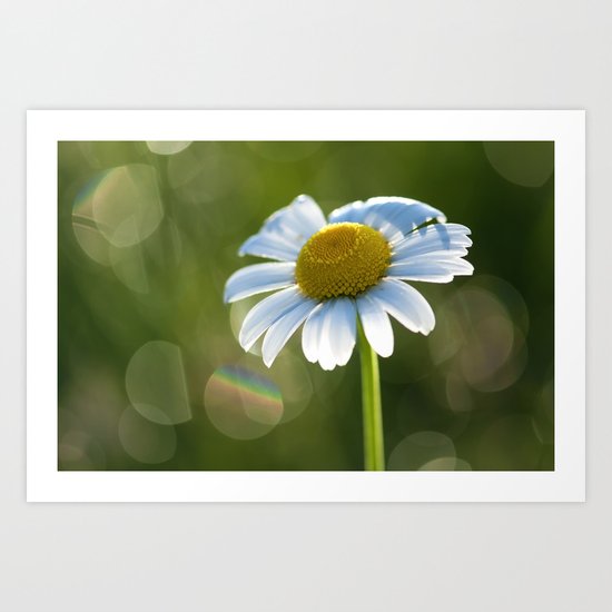 Daisy after rain at backlight Art Print