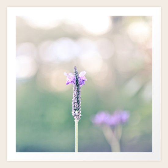 Lavender Art Print
