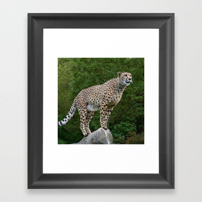 South Africa Photography - Majestic Cheetah Standing On A Log Framed Art Print