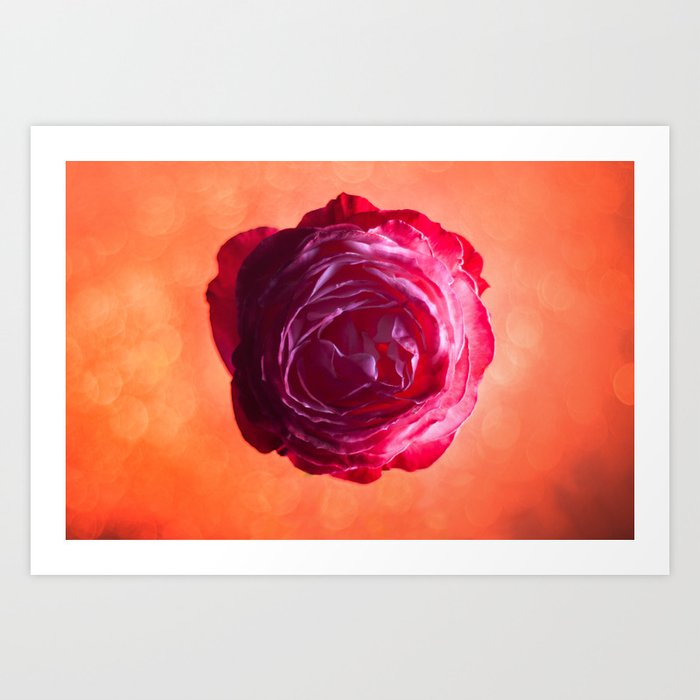 Rose 02 Art Print