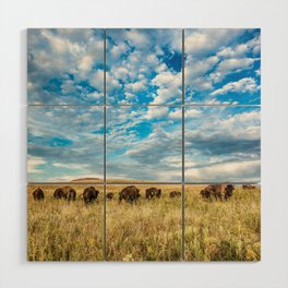 Grazing - Bison Graze Under Big Sky on Oklahoma Prairie Wood Wall Art