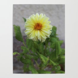 Yellow Dahlia Flower Poster